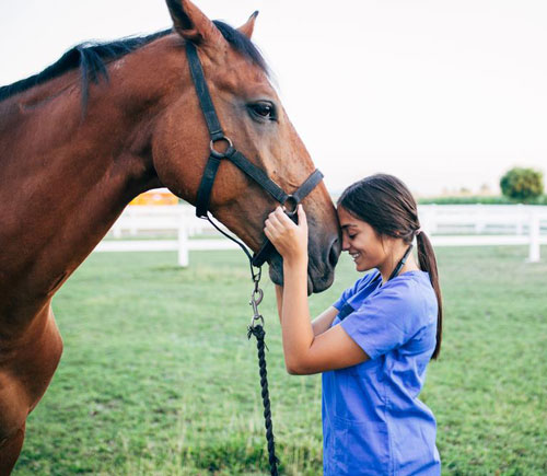 Take Care of Your Horse - Horse Guide