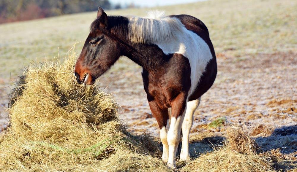 The Different Types of Horse Supplements