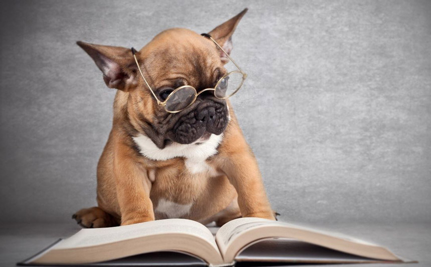 Submit Pet Story to Pet Station