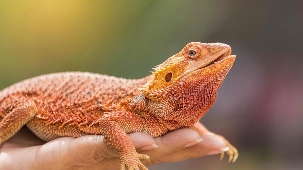 Reptile 101 - All You need to know on Reptiles