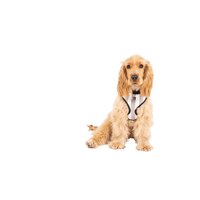 Mog & Bone Neoprene Durable Dog Harness Latte Hamptons Stripe Print - 4 Sizes image