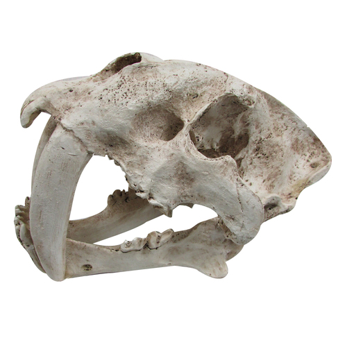 URS Ornament Sabre Tooth Skull Reptile Enclosure Accessory