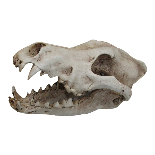 URS Ornament Wolf Skull Reptile Enclosure Accessory