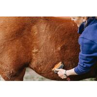 How to Clean Horse Brushes