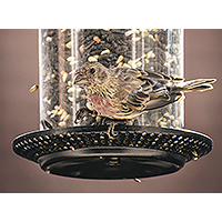 How To Choose The Right Bird Feeder  main image