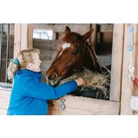 Is It Bad to Give Your Horse Treats? main image