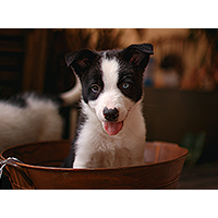 The Puppy Basics: Taking Care of Your New Dog