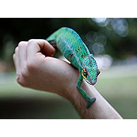 Reptile 101: Everything to Know When Considering a Reptile as Your Next Pet