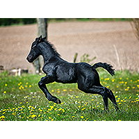 Horse Blog