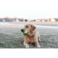 What Dog Toys Should I Get to Keep My Dog Healthy & Happy main image