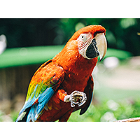 Bird Blog