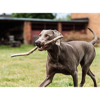 Dog Blog