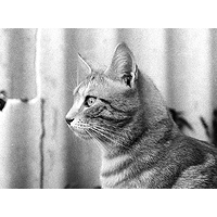 Cat Blog