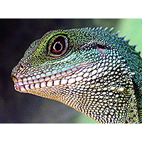 Reptile Blog