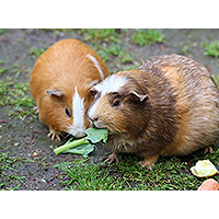 Small Animals Blog
