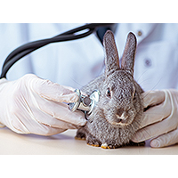 Caring for Your Pet Rabbit