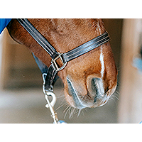 Must Have Horse Accessories You Need for Your Horse