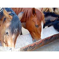 Questions to Ask When Buying Horse Feed & Supplements