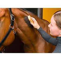 Your Guide on How to Groom Your Horse main image