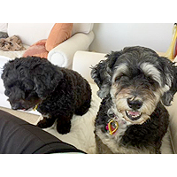 Meet My Pet: Phyllis Hudson & 2 Havanese April and Portia main image