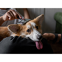 Pet Grooming main image